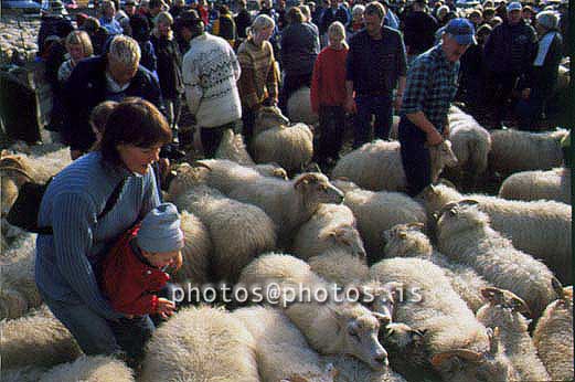 hs014401-01.jpg
kindur, sauðfé, réttir, sheep, sheep gathering