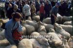 hs014401-01.jpg
kindur, sauðfé, réttir, sheep, sheep gathering