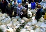 hs014400-01.jpg
kindur, sauðfé, réttir, sheep, sheep gathering