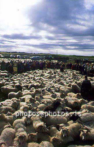 hs014397-01.jpg
kindur, sauðfé, réttir, sheep, sheep gathering