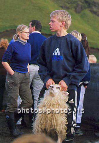 hs014396-01.jpg
kindur, sauðfé, réttir, sheep, sheep gathering