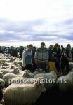 hs014394-01.jpg
kindur, sauðfé, réttir, sheep, sheep gathering