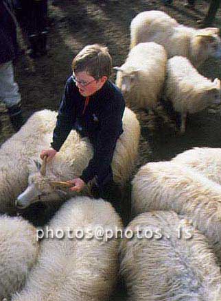 hs014393-01.jpg
kindur, sauðfé, réttir, sheep, sheep gathering