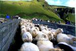 hs014392-01.jpg
kindur, sauðfé, réttir, sheep, sheep gathering