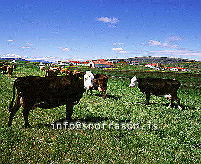 hs000615-01.jpg
kýr á Suðurlandi