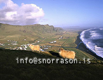 hs000860-01.jpg
Kindur, Vík í Mýrdal