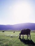 hs011174-01.jpg
kýr, cows