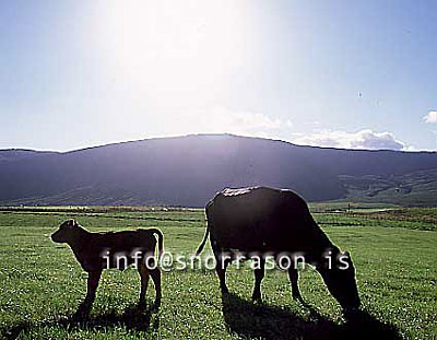 hs011186-01.jpg
mjólkurkú, kú, kýr, cow, kálfur, calf, kú með kálf