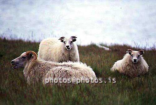 hs018187-01.jpg
sauðfé, lömb,sheep