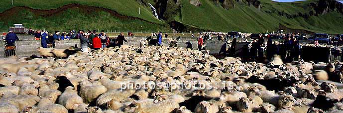 hs019197-01.jpg
sauðfé, lömb,sheep