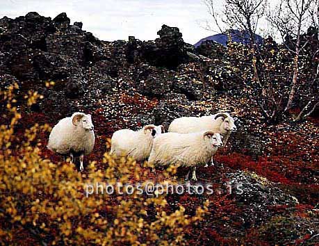 hs017308-01.jpg
sauðfé, lömb,sheep