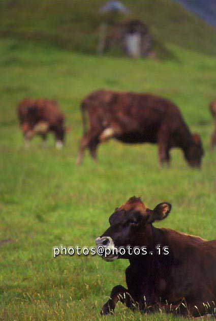 hs018257-01.jpg
kú, kýr, cows