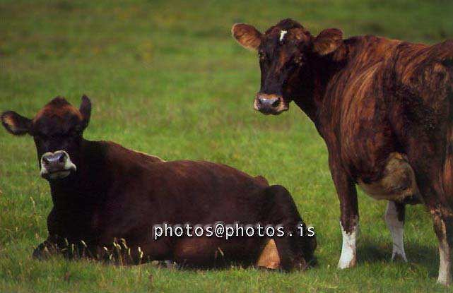 hs018259-01.jpg
kú, kýr, cows