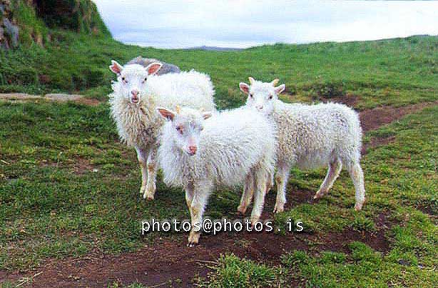 hs018270-01.jpg
lömb, lamb, sheep