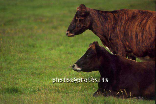 hs018258-01.jpg
kýr, cows