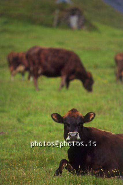 hs018256-01.jpg
kýr, cows