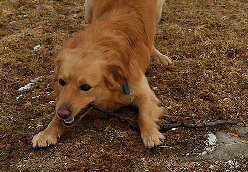 hs020418-01.jpg
hundur,dog