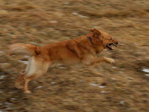 hs020417-01.jpg
hundur, dog