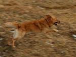 hs020417-01.jpg
hundur, dog