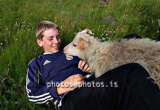 hs020708-01.jpg
lamb, sheep