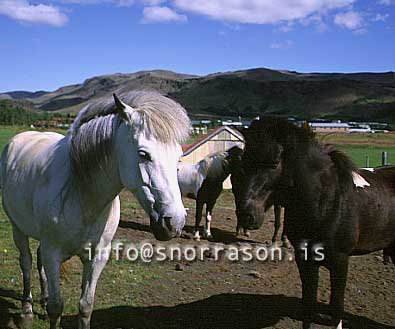 hs011139-01.jpg
Í Hveragerði