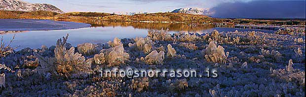 hs012507-01.jpg
ísnálar við Þingvallavatn, ísaður gróður, iced vegetation