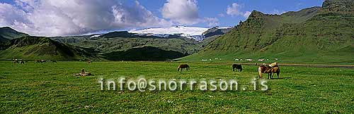 hs006772-01.jpg
horses in Eyjaföll S - Iceland