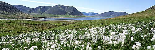 hs006739-01.jpg
fífur, Hraunsfirði, Helgafellssveit, Snæfellsnes