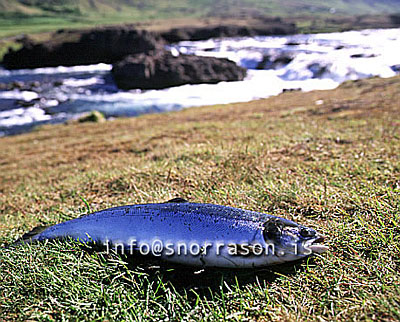 hs007734.jpg
Lax veiddur í Laxá í kjós
Salmon from Laxá in Kjós