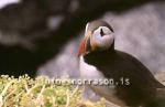 hs002782-01.jpg
Lundi
Puffin