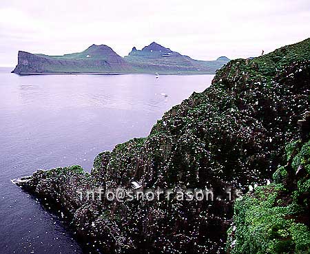 hs001292-01.jpg
Súlnastapi, Hornvík