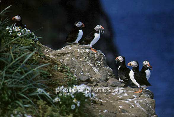 hs016816-01.jpg
Lundar, Drangey, Skagafjörður, Skagafjordur, Puffins