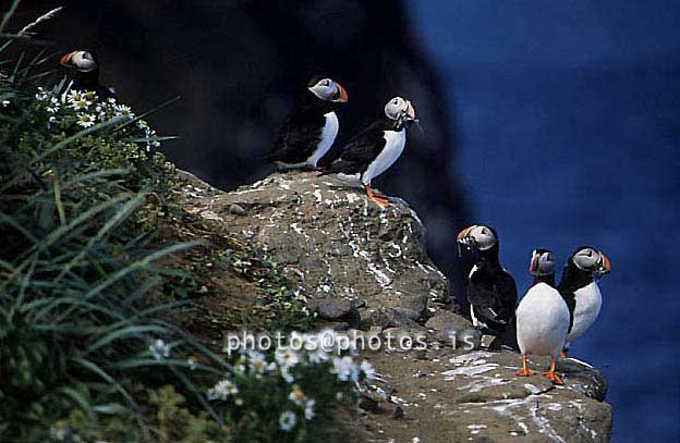 hs016815-01.jpg
Lundar, Drangey, Skagafjörður, Skagafjordur, Puffins