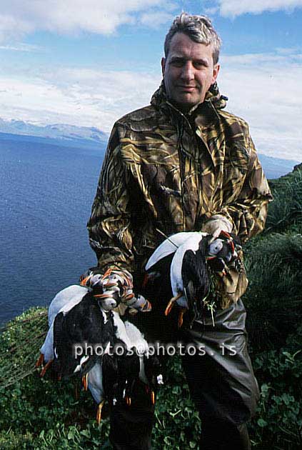 hs016813-01.jpg
Lundar, Drangey, Skagafjörður, Skagafjordur, Puffins