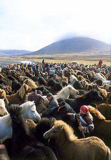 hs014310-01.jpg
Skagafjörður, Skagafjordur,  Laufskálarétt, hestaréttirhorse heirding in Skagafjordur