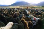 hs014308-01.jpg
Skagafjörður, Skagafjordur,  Laufskálarétt, hestaréttir
horse heirding in Skagafjordur