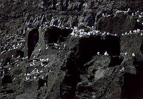 hs013068-01.jpg
Fuglabjörg, Grímsey, Grimsey