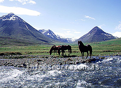 hs011972-01.jpg
Hestar í Svarfaðardal, Eyjafjörður