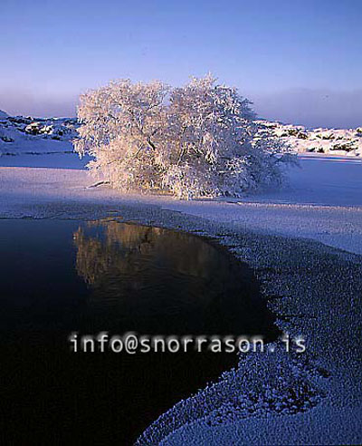 hs012142jpg-01.jpg
Vetur á Mývatni, Höfði, Mývatn