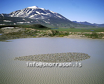 hs005856-01.jpg
Eykjabakkar, Snæfell, gæsir í sárum