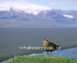 hs008532-01.jpg
Ingólfshöfði, Ingolfshofdi, Ingólfshöfði, Ingolfshofdi, Skúmur,  Arctic Skua