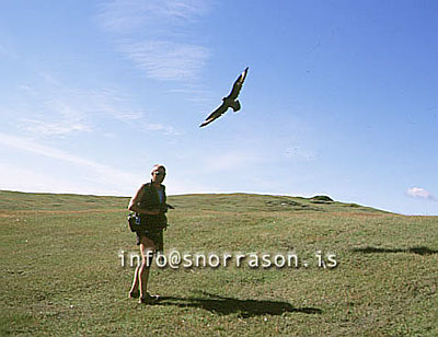 hs008529-01.jpg
Ingólfshöfði, Ingolfshofdi, Ingólfshöfði, Ingolfshofdi, Skúmur,  Arctic Skua