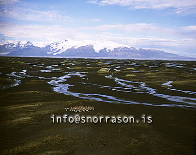 hs005991-01.jpg
Gæsir í sárum á Skeiðarársandi