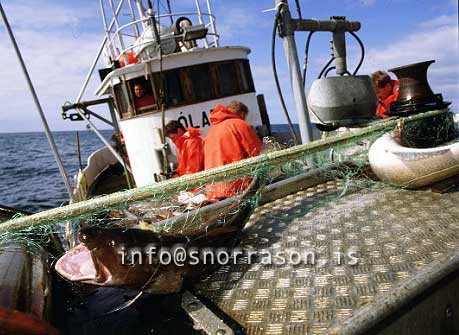 hs001980-01.jpg
Þorskur, Cod, fiskveiðiar, net, netaveiðar