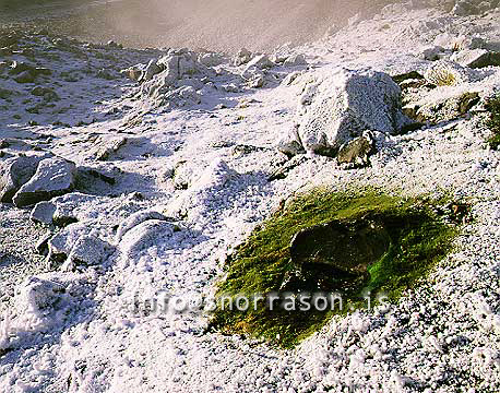 hs000725-01.jpg
Brennisteinsalda, Landmannalaugar