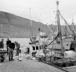 ss02508-01.jpg
Bryggjumynd frá Neskaupstað 1959