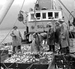 ss01804-01.jpg
Siglufjörður, síld 1959-1960