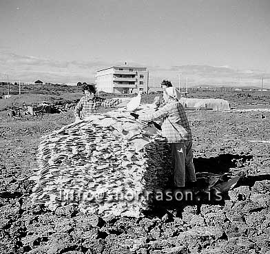 ss01922-01.jpg
Saltfiskur við Hafnarfjörð 1959