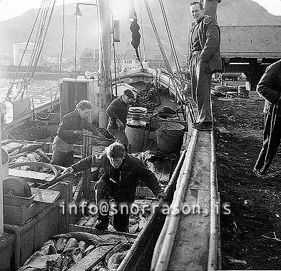 ss02095-01.jpg
Fiskilöndun í Reykjavíik 1960