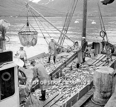 ss02374-01.jpg
Siglufjörður síld 1961